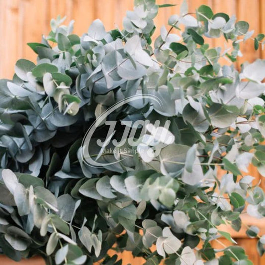 Blad Eucalyptus Silver