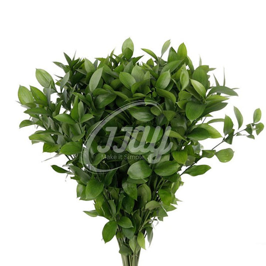 Blad Ruscus